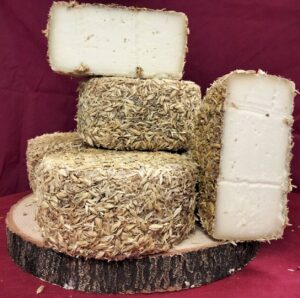 “Primula Gialla 1,5 Kg.” – Pecorino affinato in Farro